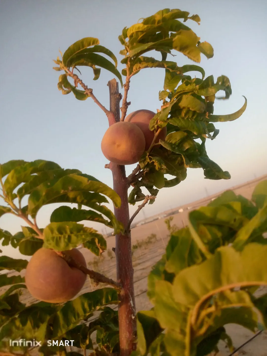 مزرعه خمسة دنم راس جبل مطله وكاشفه
