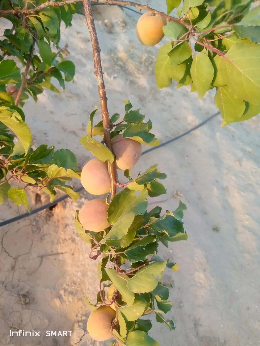 مزرعه خمسة دنم راس جبل مطله وكاشفه