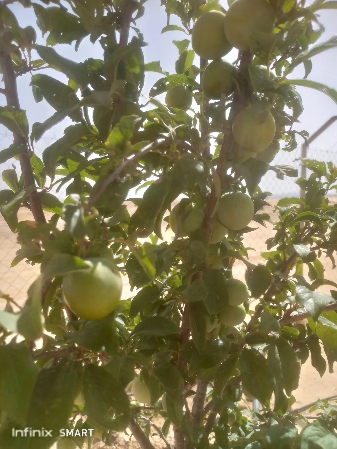 مزرعه خمسة دنم راس جبل مطله وكاشفه
