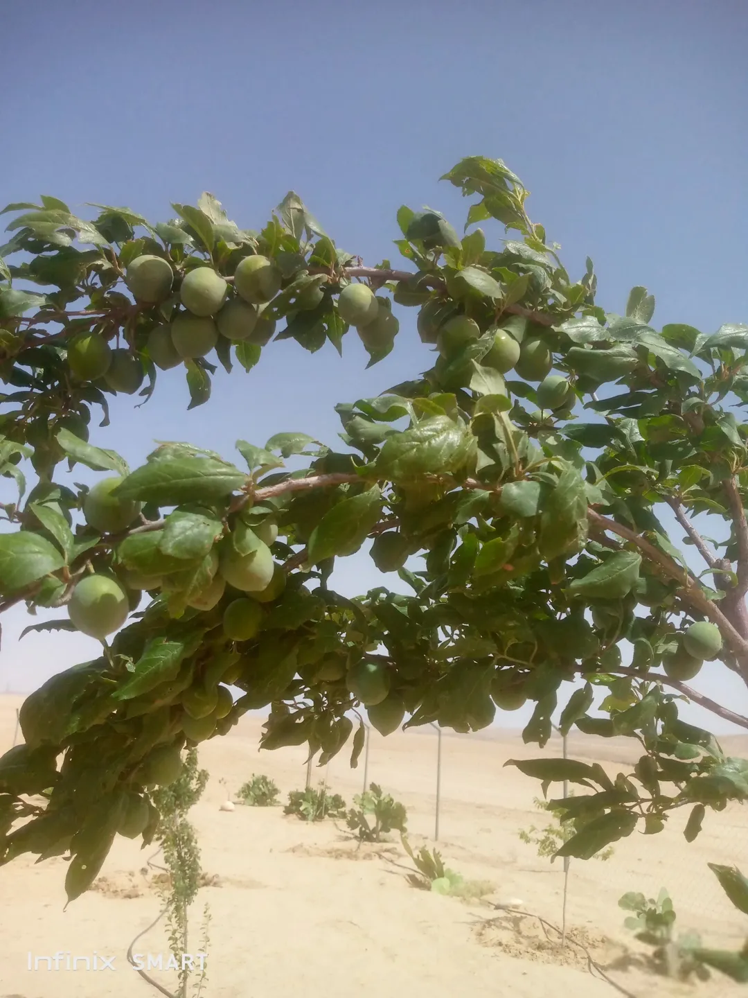 مزرعه خمسة دنم راس جبل مطله وكاشفه