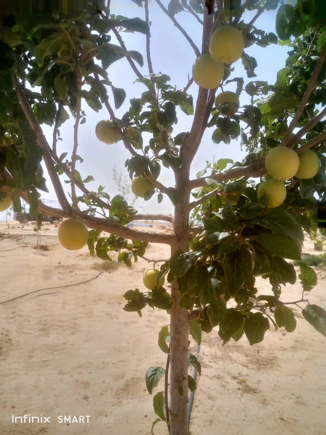مزرعه خمسة دنم راس جبل مطله وكاشفه
