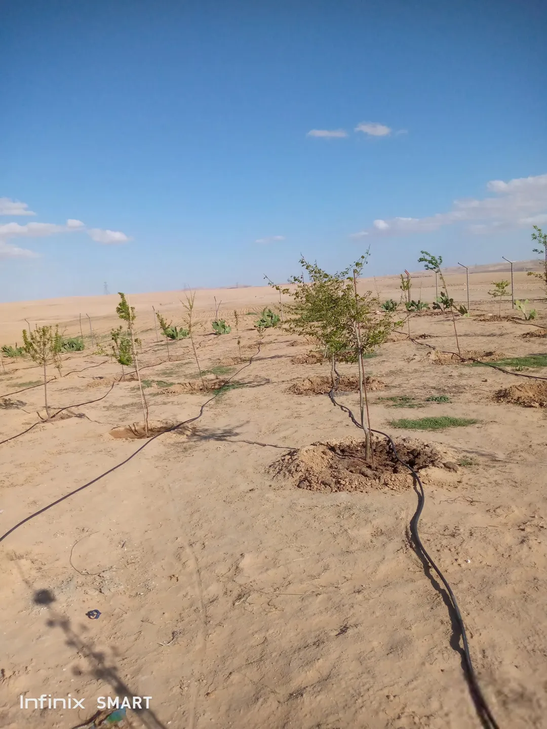 مزرعه خمسة دنم راس جبل مطله وكاشفه