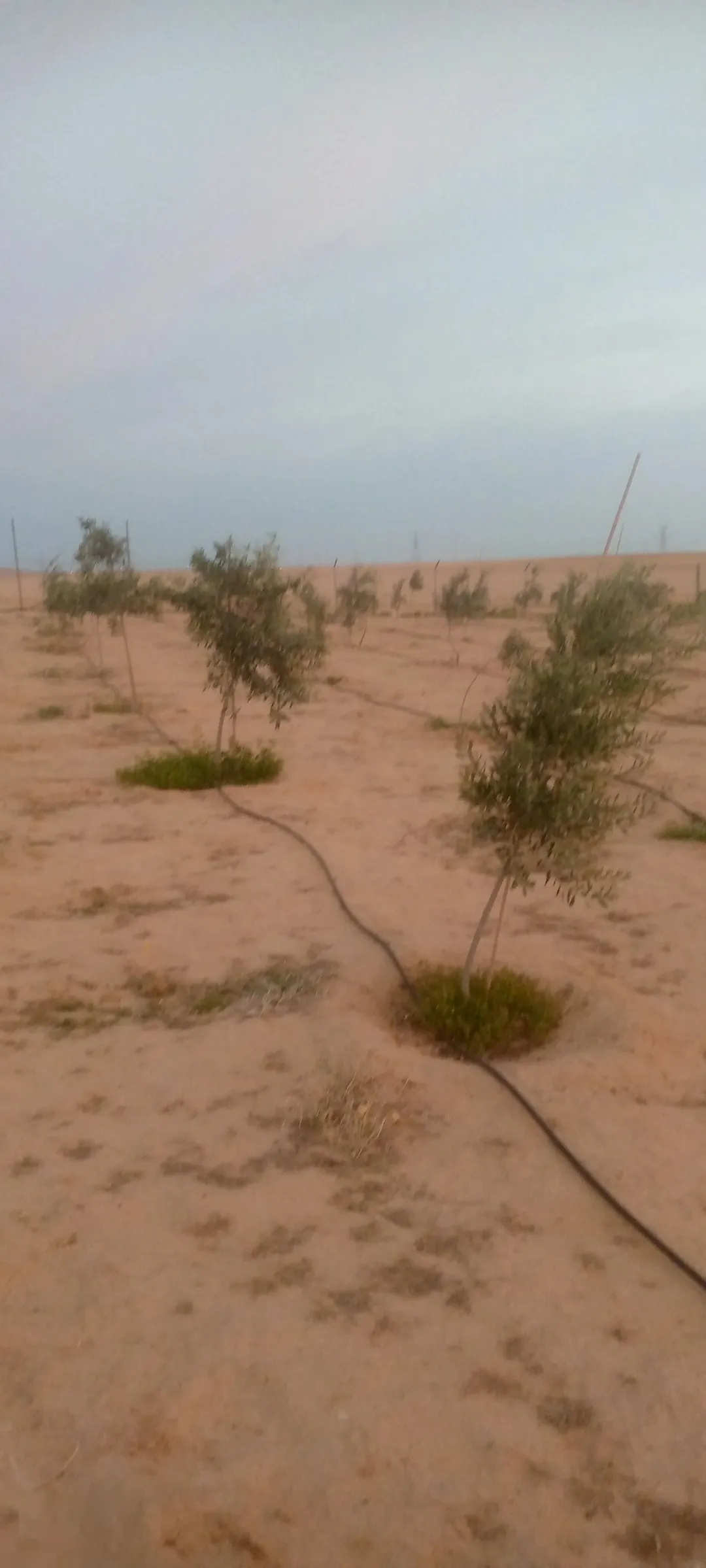 مزرعه خمسة دنم راس جبل مطله وكاشفه