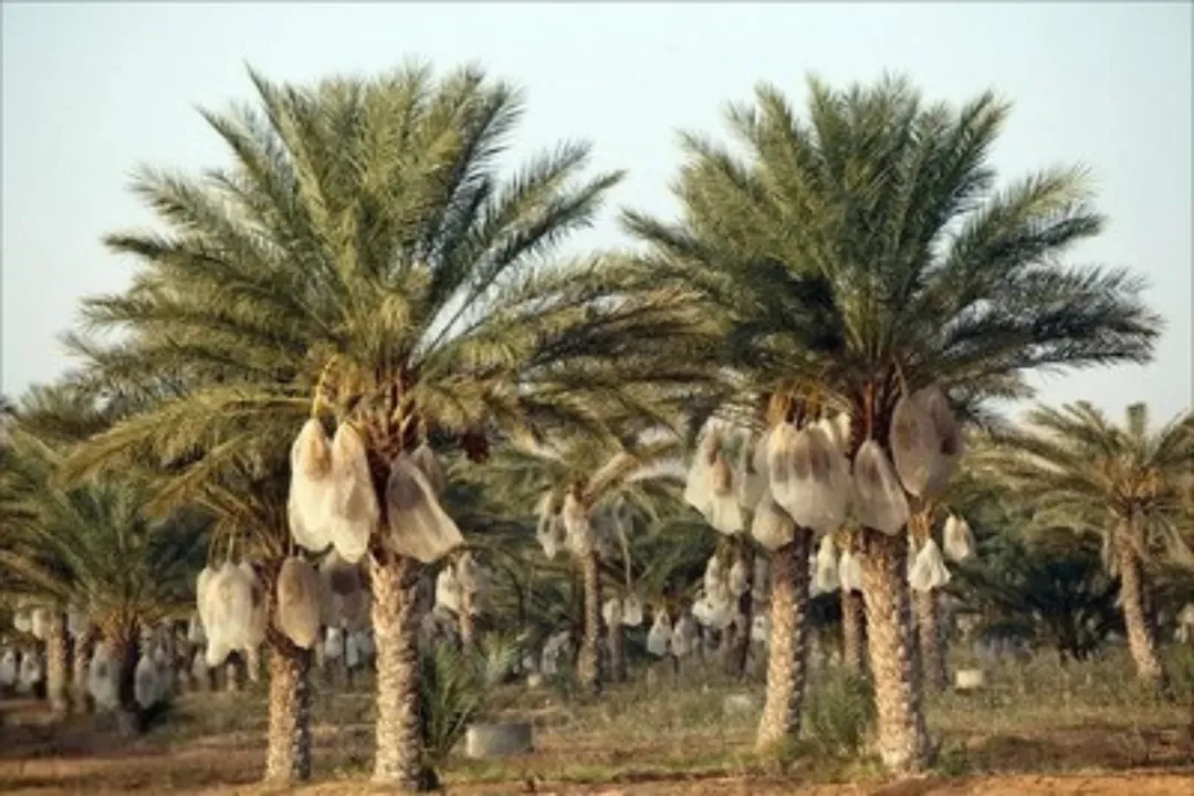 مزارع نخيل فاخرة في قلب الغور الأردني – مساحات متنوعة