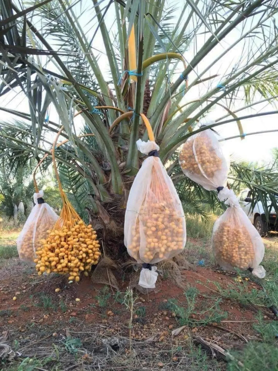 مزارع نخيل فاخرة في قلب الغور الأردني – مساحات متنوعة