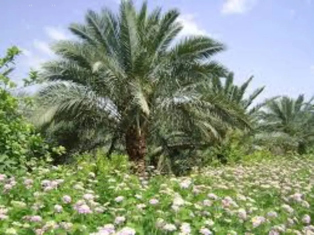 مزارع نخيل فاخرة في قلب الغور الأردني – مساحات متنوعة