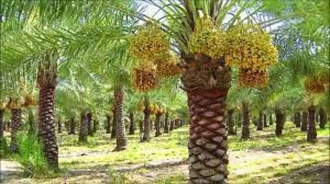 مزارع نخيل فاخرة في قلب الغور الأردني – مساحات متنوعة