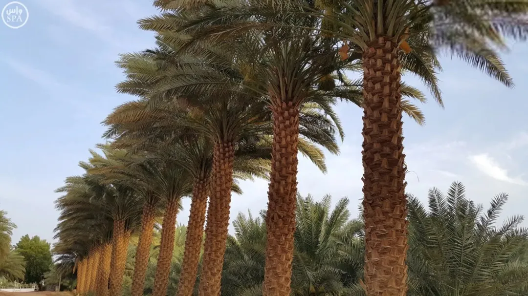 مزارع نخيل فاخرة في قلب الغور الأردني – مساحات متنوعة