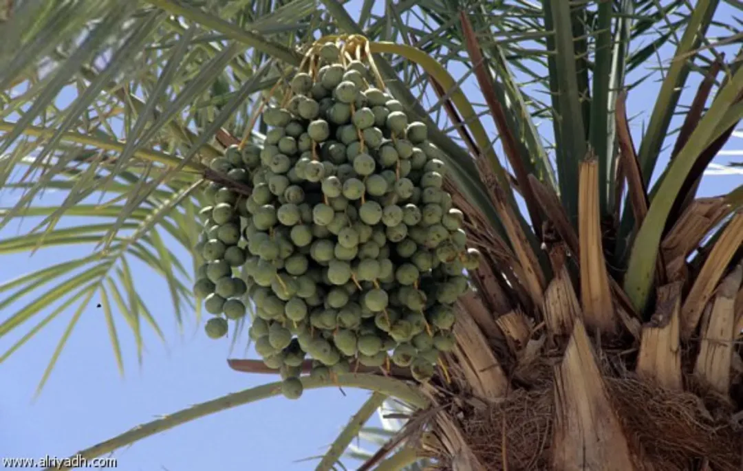مزارع نخيل فاخرة في قلب الغور الأردني – مساحات متنوعة