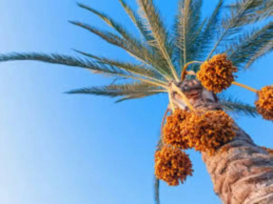 مزارع نخيل فاخرة في قلب الغور الأردني – مساحات متنوعة