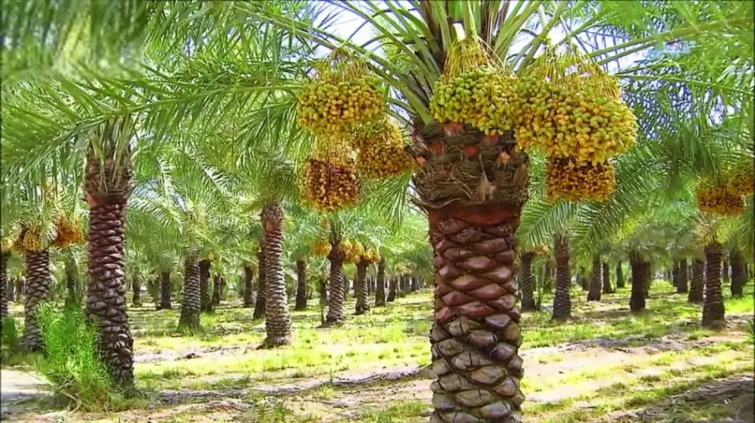 مزارع نخيل فاخرة في قلب الغور الأردني – مساحات متنوعة