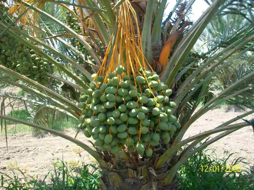 مزارع نخيل فاخرة في قلب الغور الأردني – مساحات متنوعة