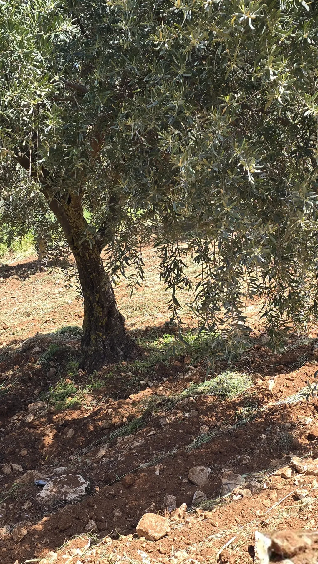 مزرعة زيتون راقية ومنتجة في جرش موقع متميز