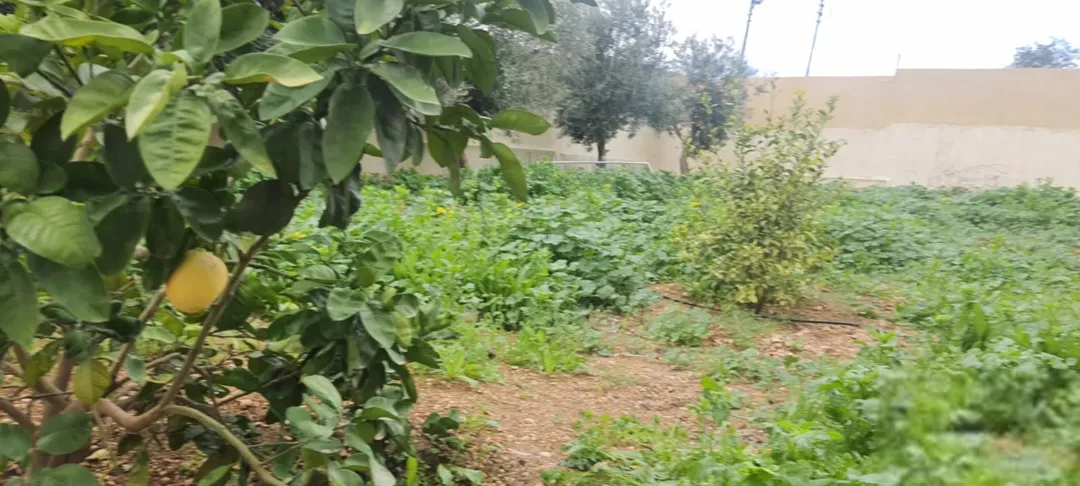 بيت ريفي في الاغوار الشمالية مع ارض في منطقة هادئة وخلابة قريبة من الخدمات يصلح للاسثمار مشتى عائلي