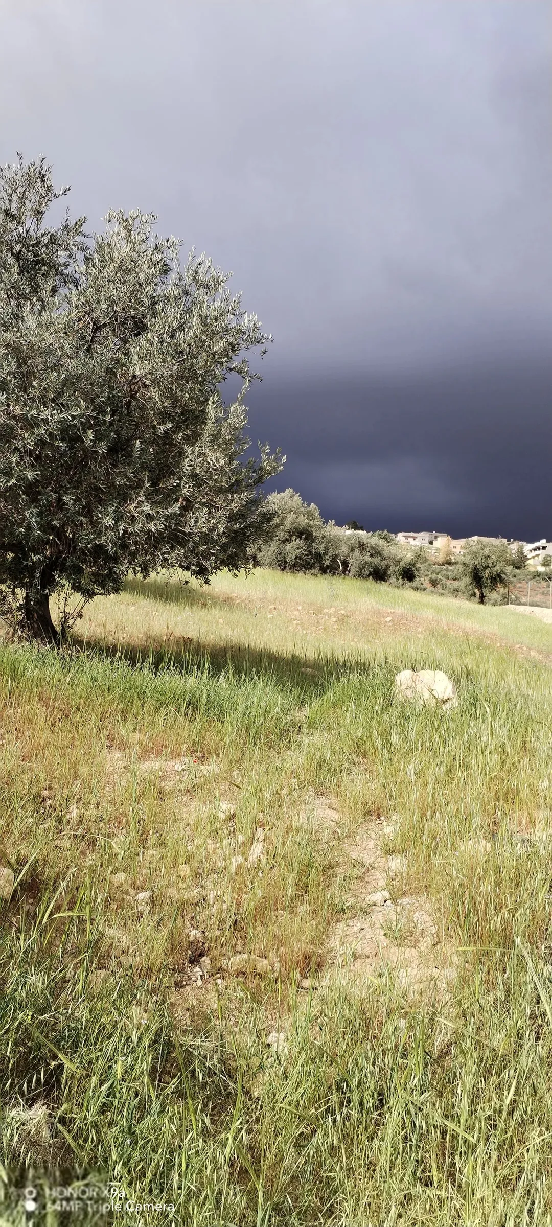 أرض زراعية للبيع في الزرقاء – الكمشة حوض عقلة