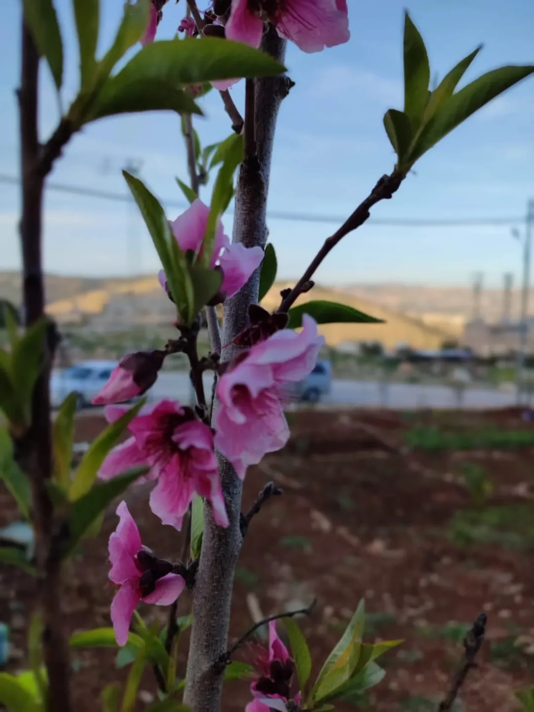 قطعة أرض سكنية فاخرة في لواء عين الباشا شمال عمان