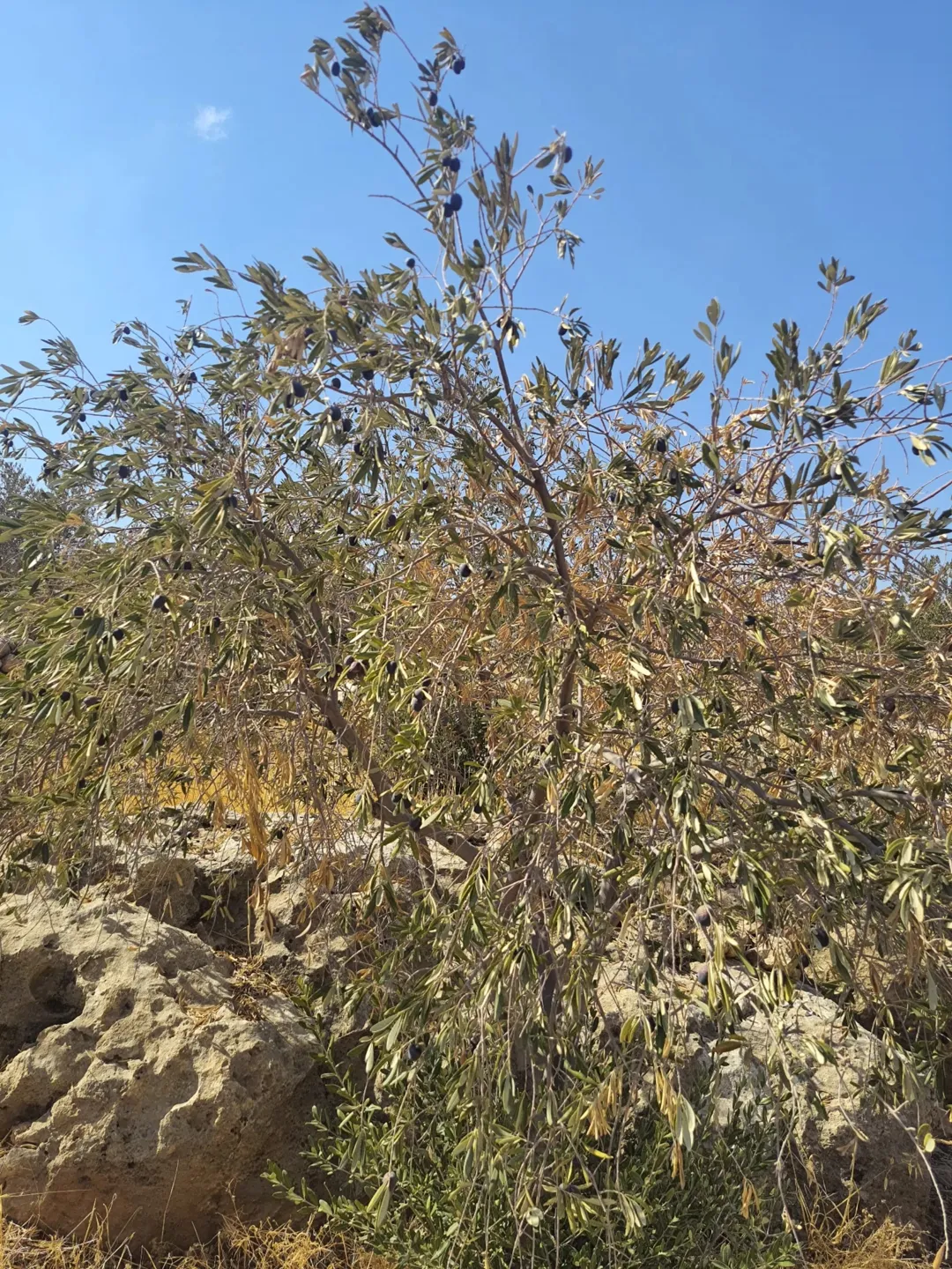 مزرعة للبيع في ذيبان مادبا مطلة على وادي الهيدان