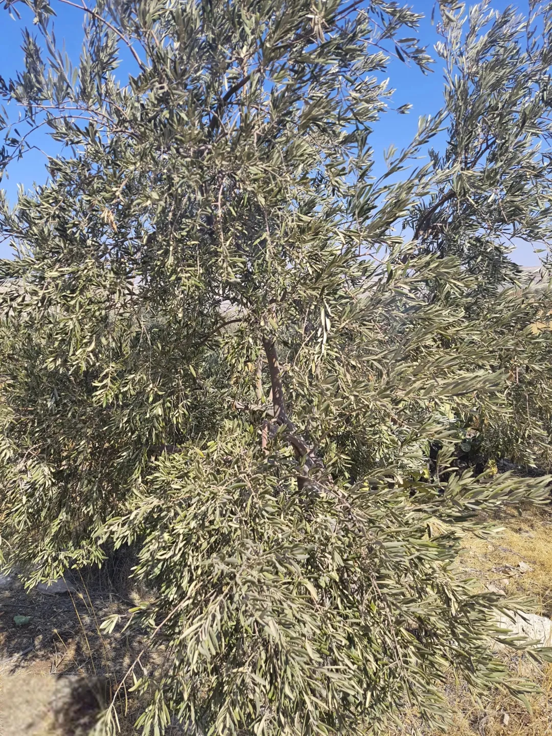مزرعة للبيع في ذيبان مادبا مطلة على وادي الهيدان