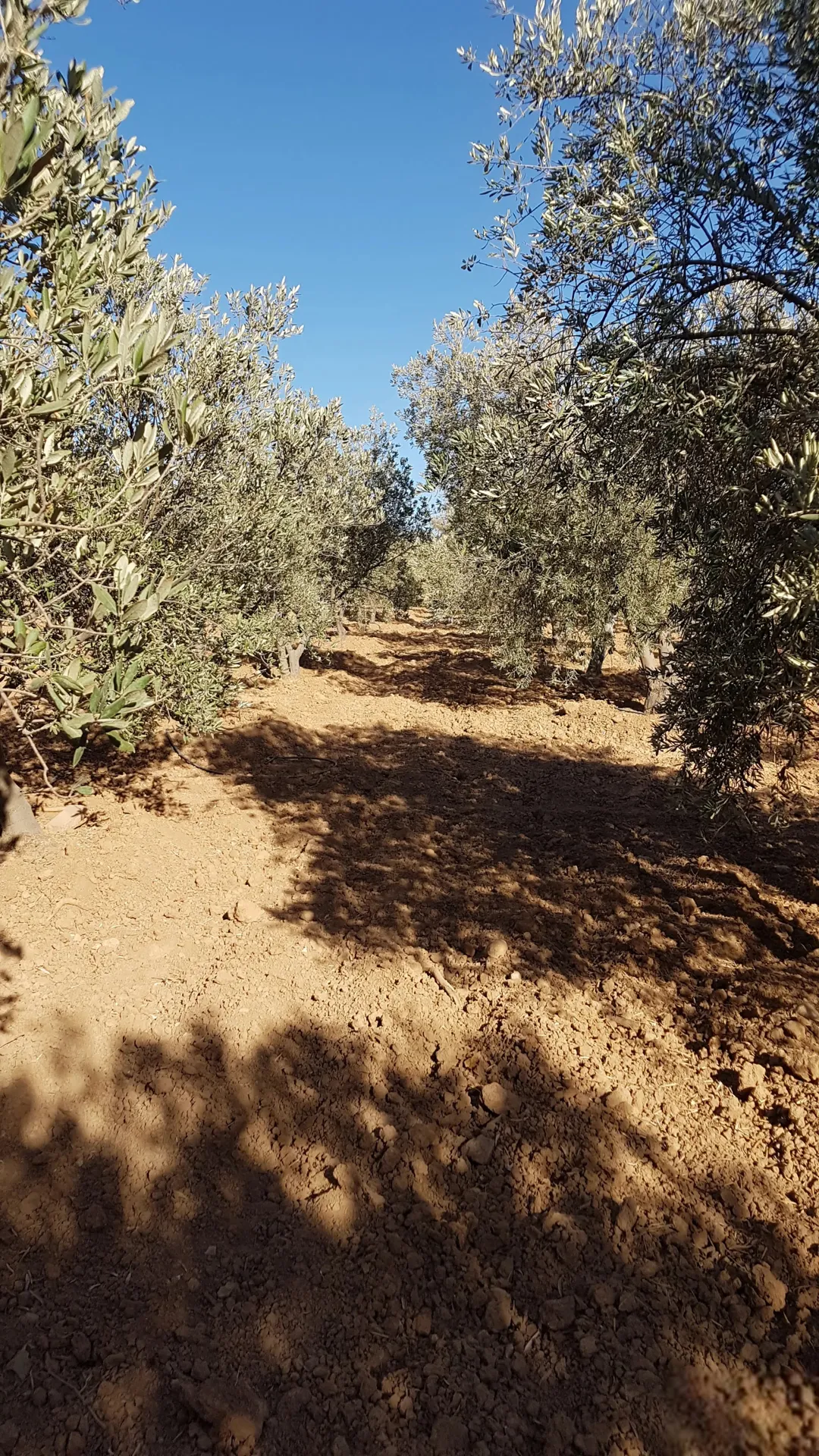 مزرعة للبيع في دليلة المطيرات منطقة الجيزة