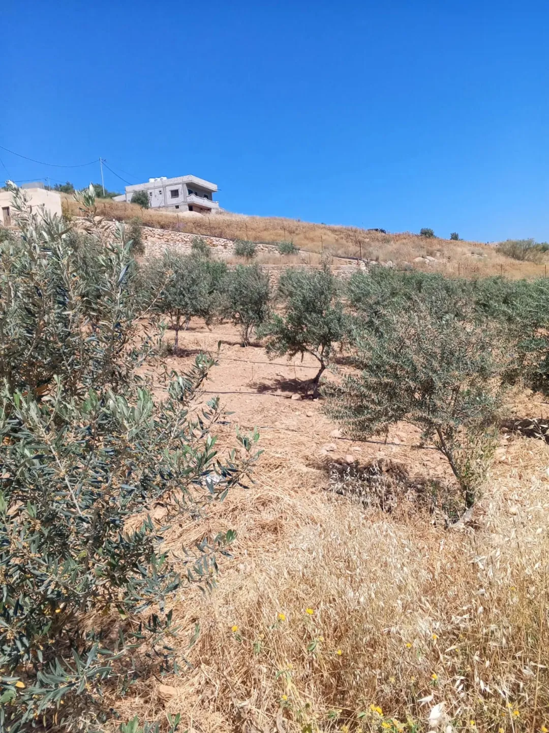 مزرعة نموذجية مثمرة للبيع في جرش – منطقة جبه