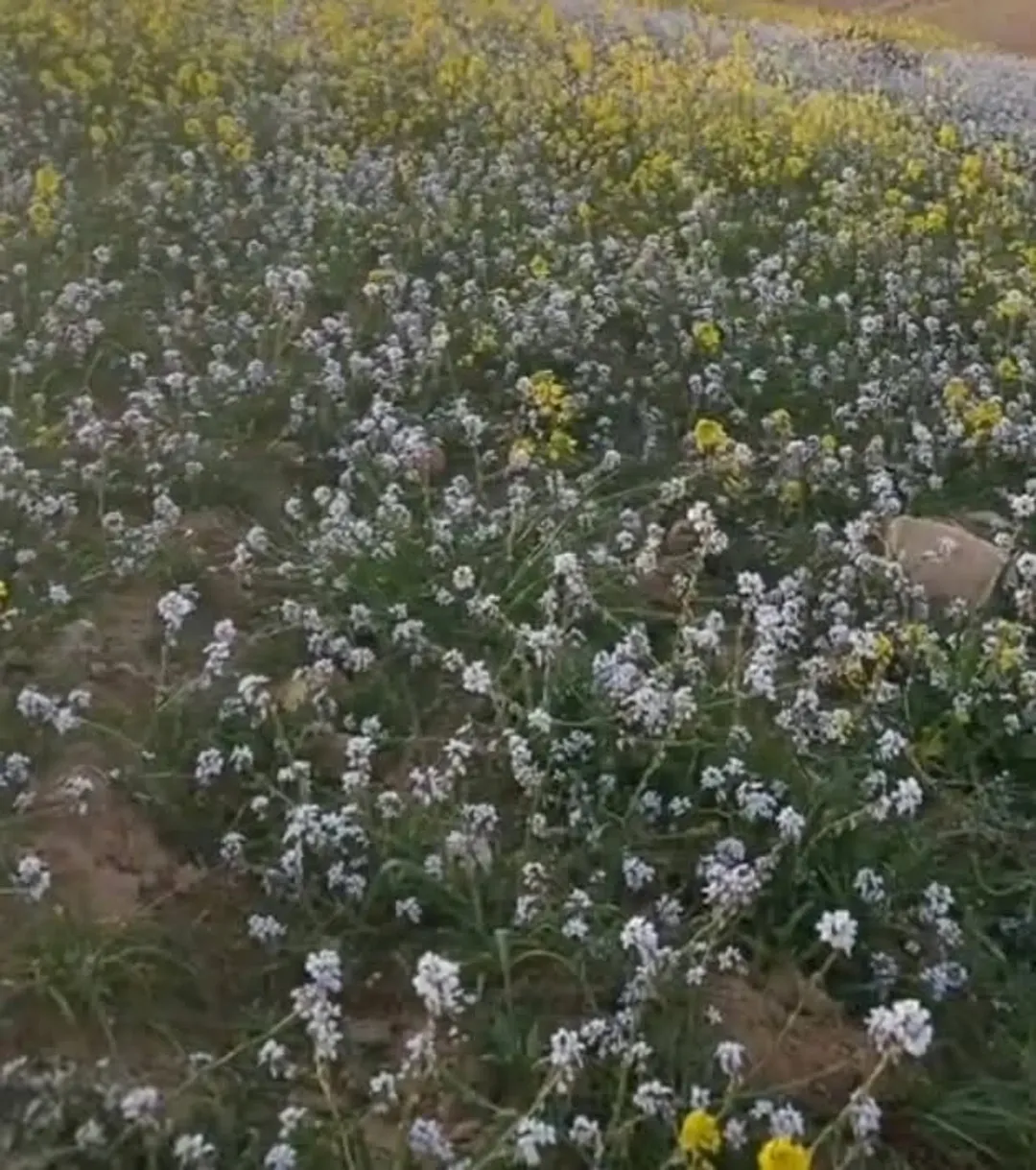 قطعة أرض مميزة في ام الرصاص رجم عقاب قوشان مستقلة