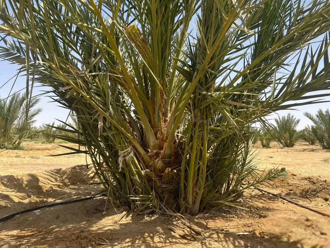 أراضٍ زراعية شاسعة لزراعة نخيل المجهول في غور الأردن