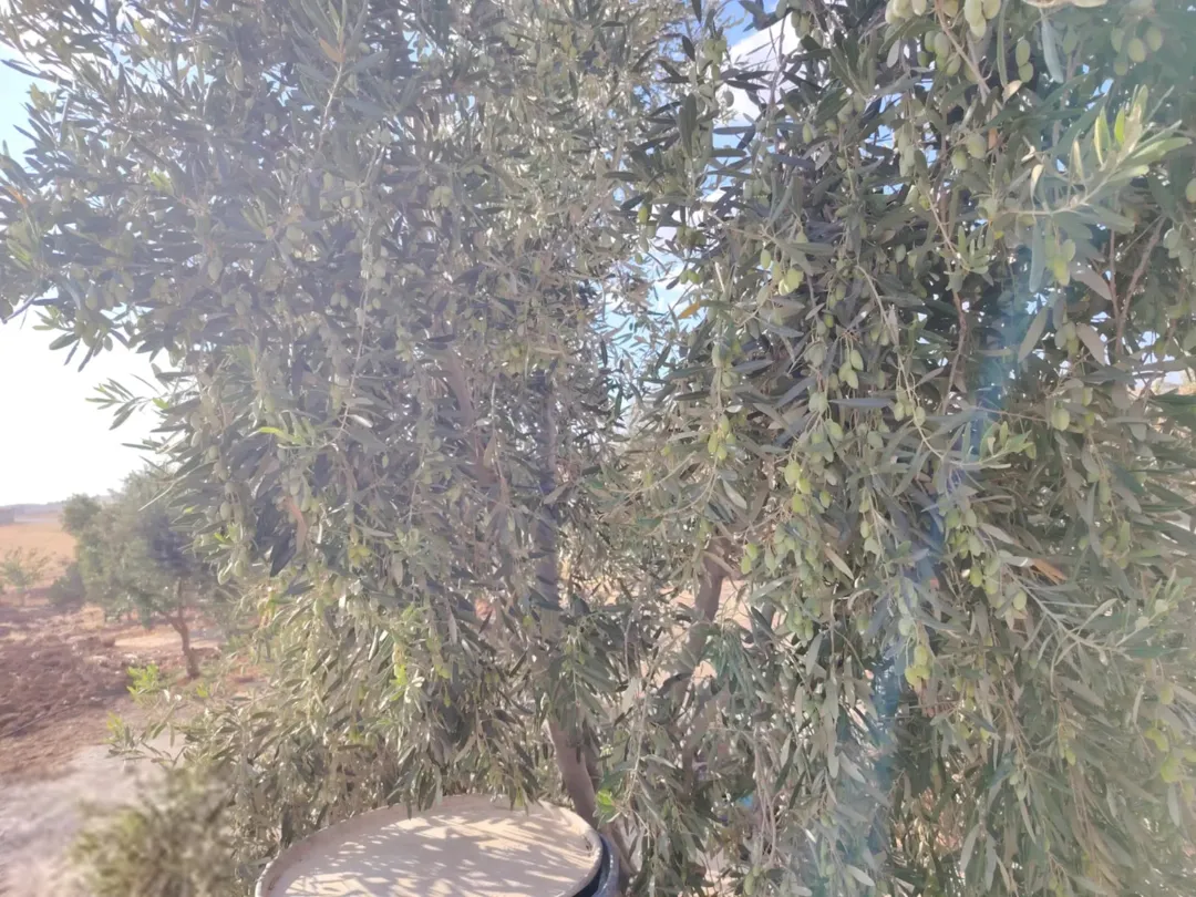 فرصة استثمارية نادرة – مزرعة مميزة للبيع في بلعما / طريق النمرة