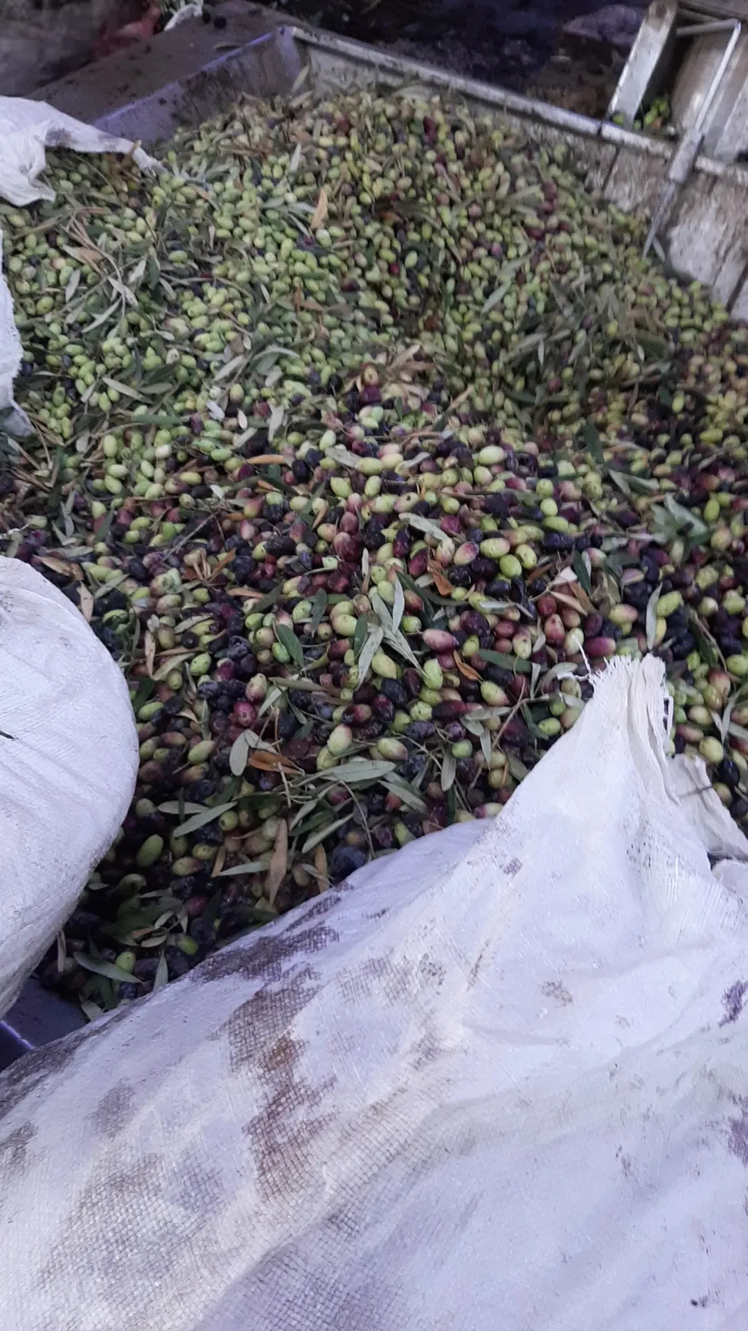 مزرعة على السيل مباشرة للبيع