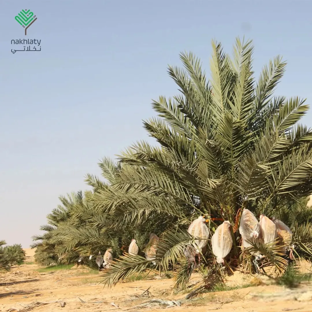 فرصة استثمارية ذهبية: مزرعة نخيل نموذجية في غور الأردن