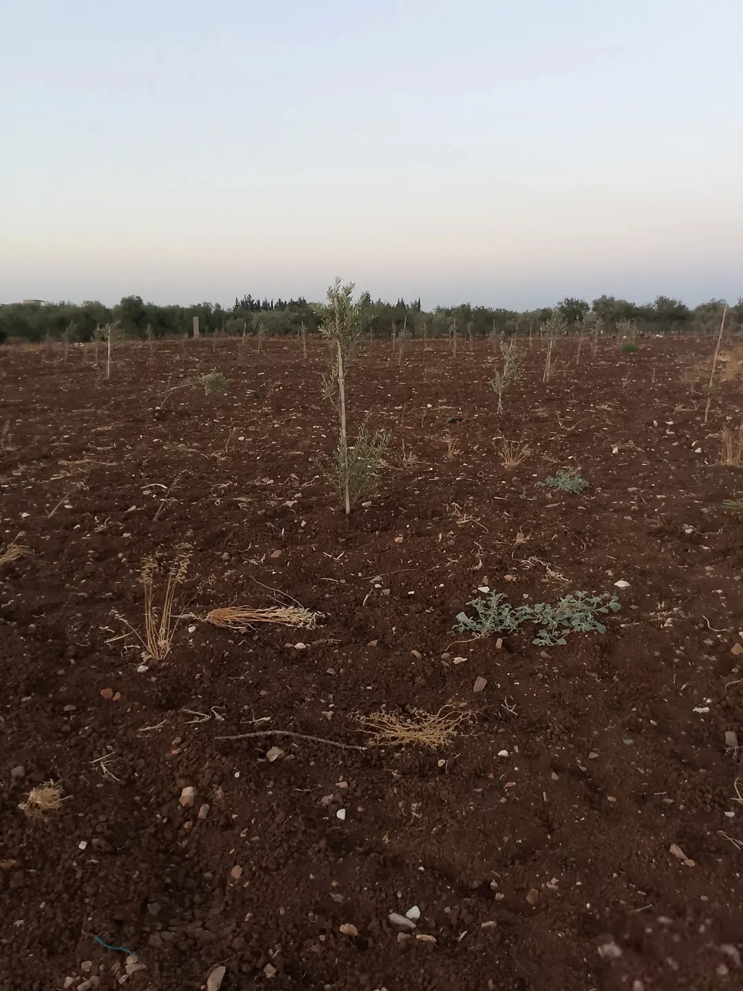 أرض للبيع في إربد – لواء بني كنانة – القصفة