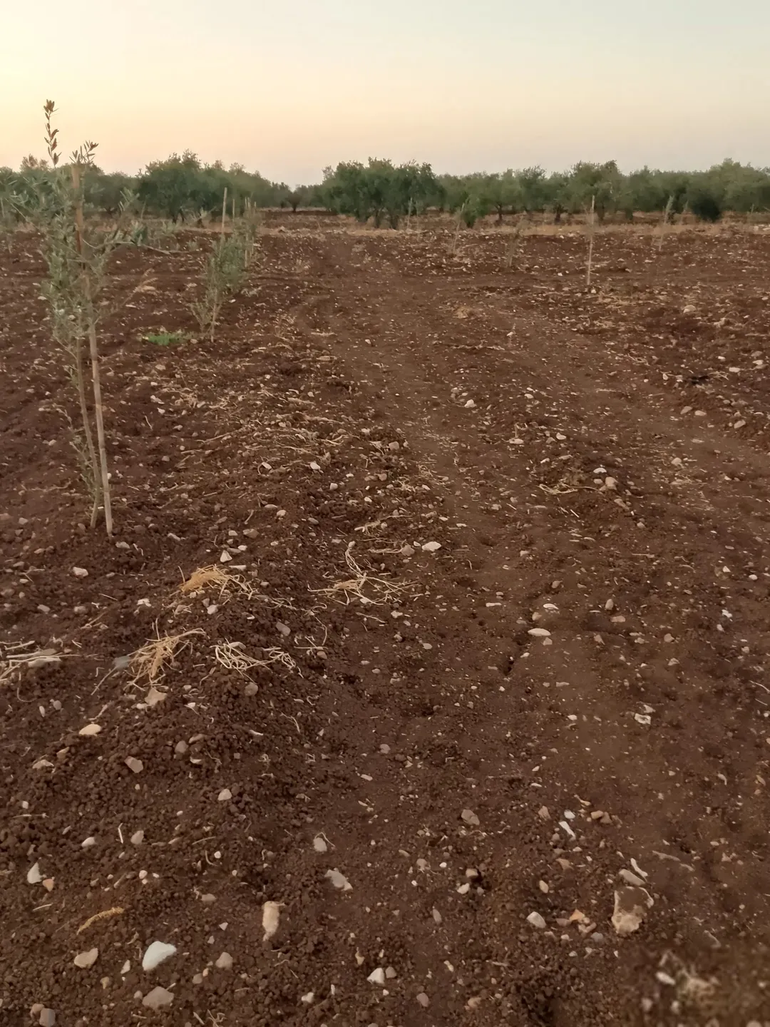 أرض للبيع في إربد – لواء بني كنانة – القصفة