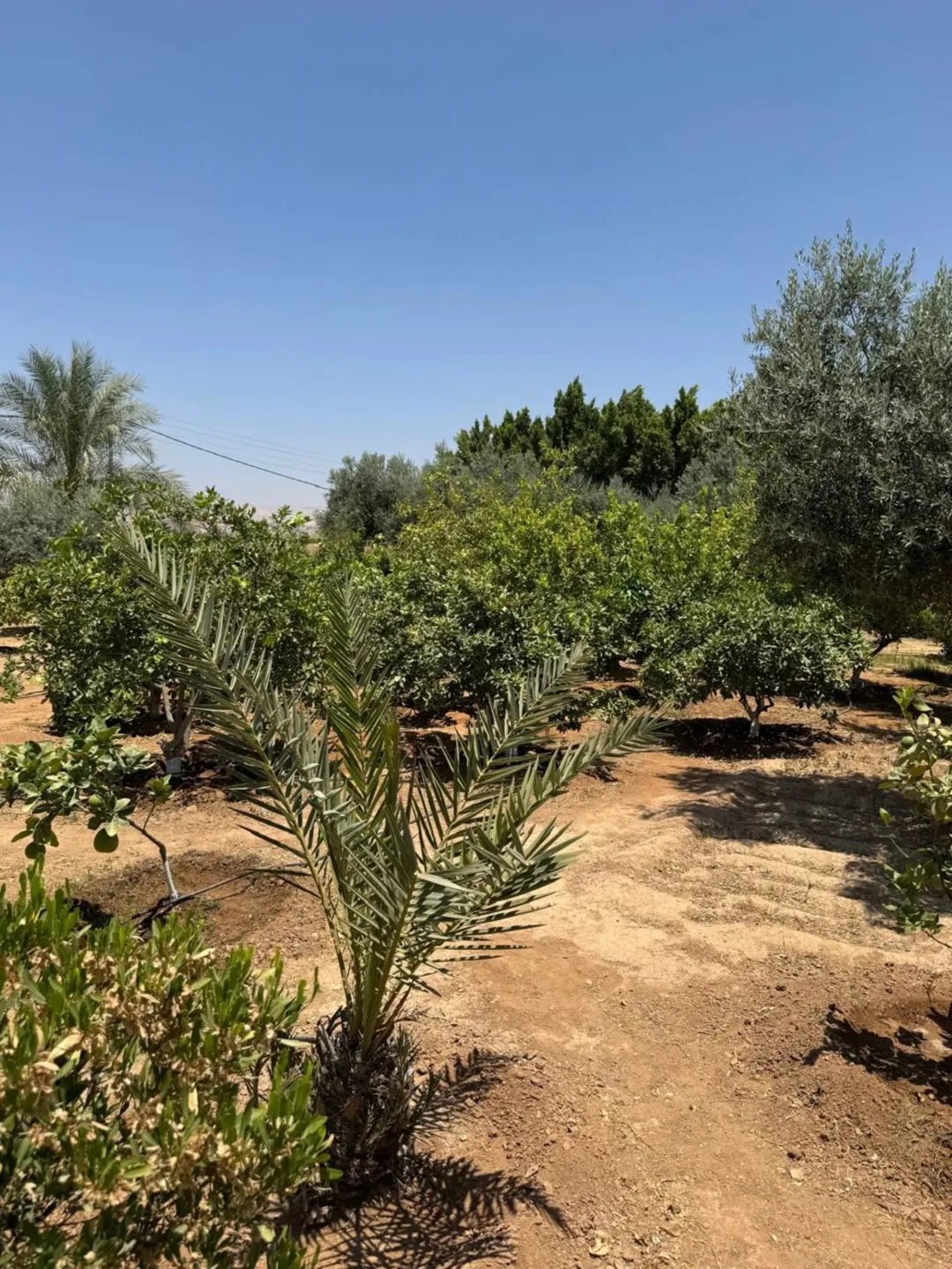 مزرعة فاخرة للبيع في غور الرامة – الشونة الجنوبية
