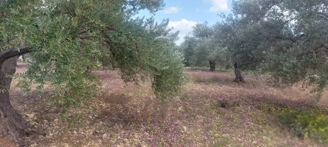 ارض مميزة للبيع في عنيبة بالقرب من مزرعة الدكتور محمد نوح القضاه