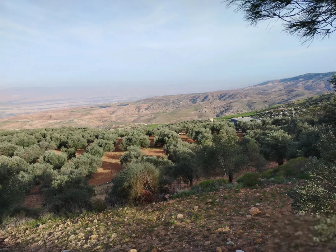 مزرعة زيتون ثغرة السلطان قرب شارع الستين إطلالة ع الغرب ع ثلاث شوارع