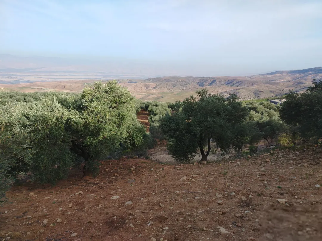 مزرعة زيتون ثغرة السلطان قرب شارع الستين إطلالة ع الغرب ع ثلاث شوارع