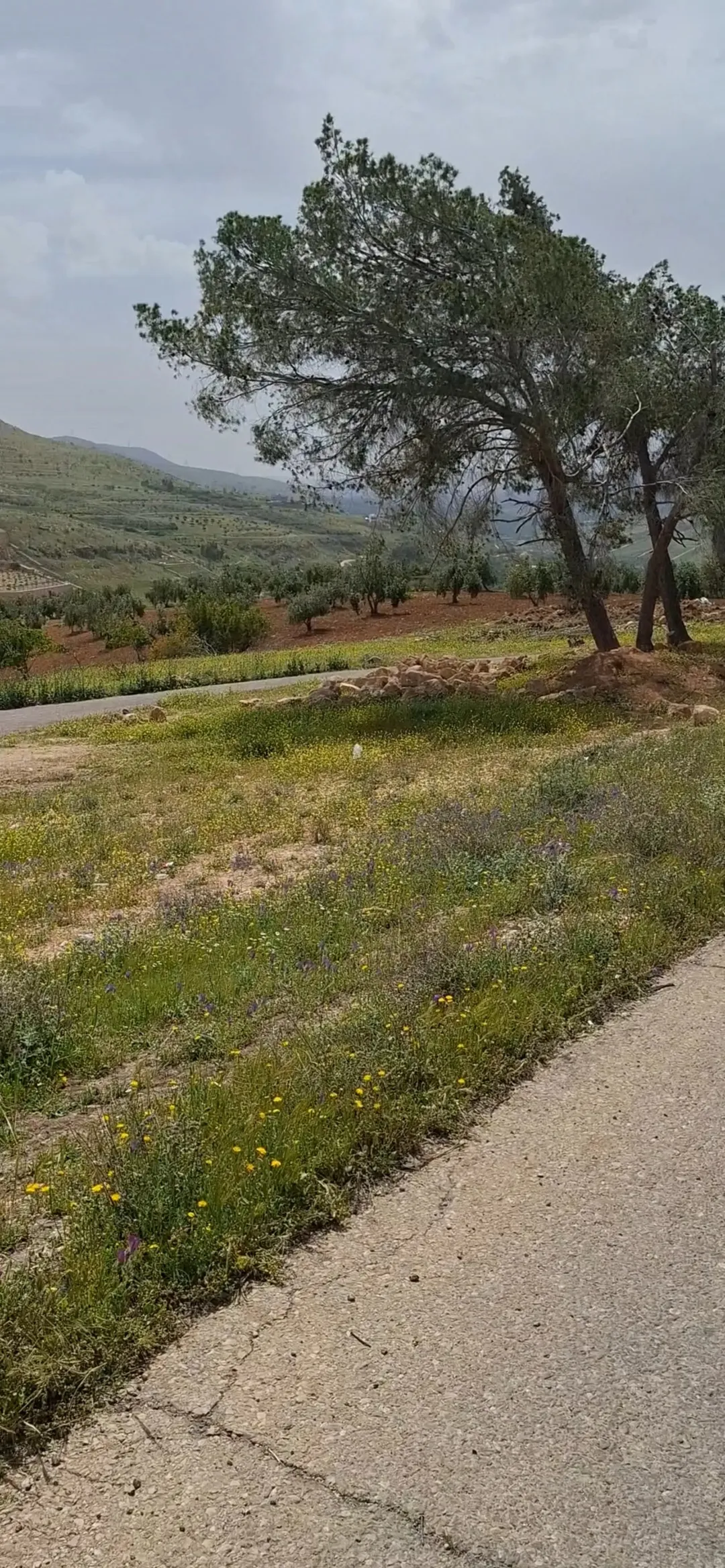 أرض تجارية وزراعية مميزة في عنيبة – جرش