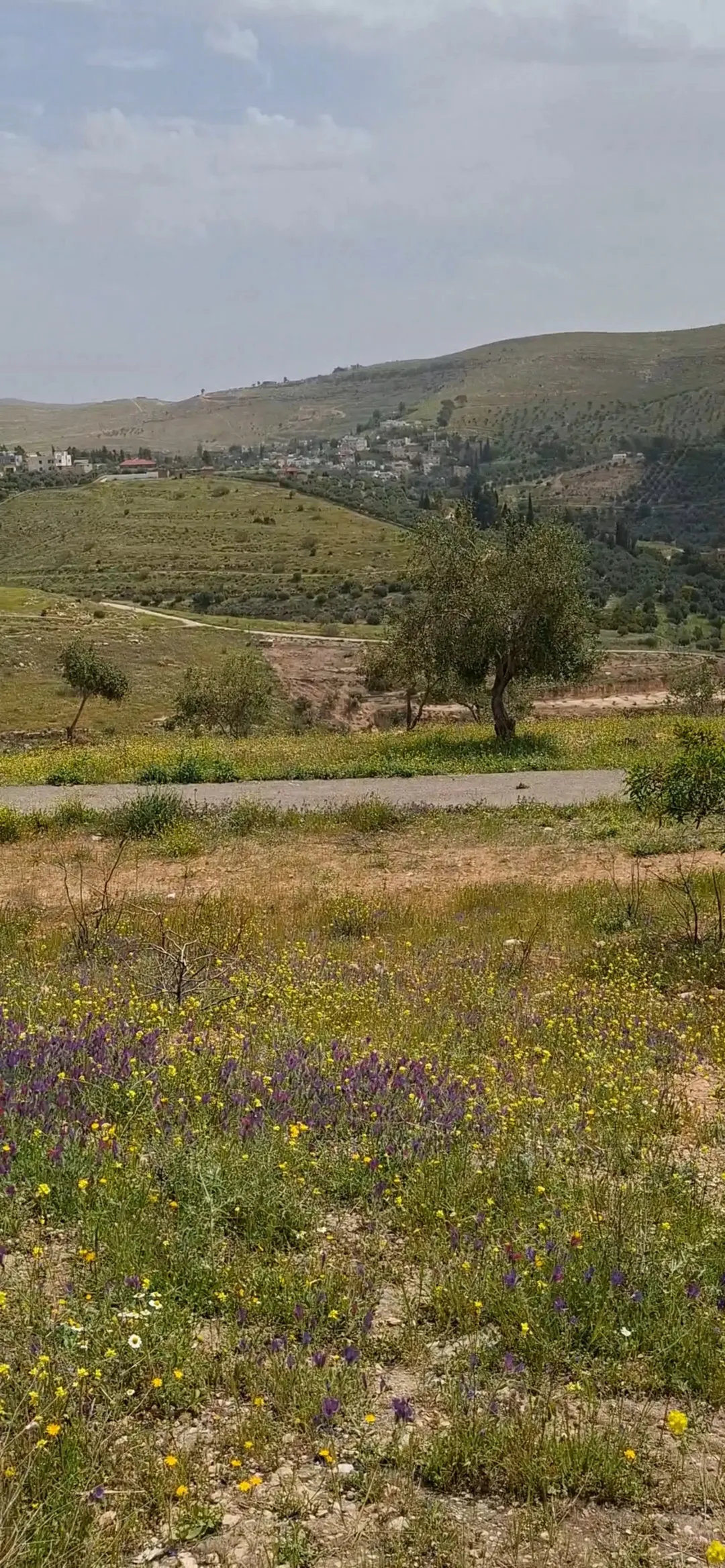 أرض تجارية وزراعية مميزة في عنيبة – جرش