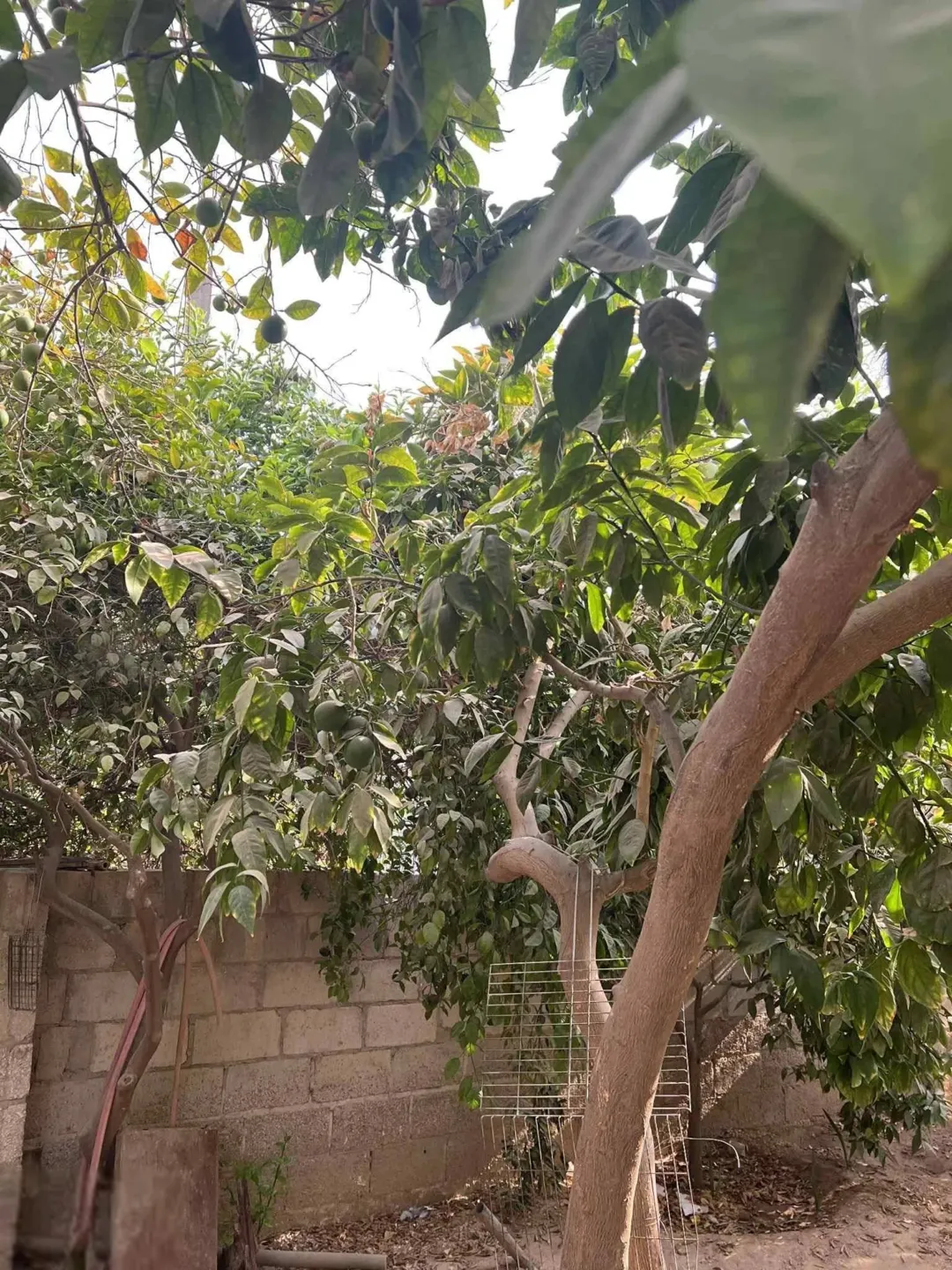 بيت طابقين للبيع في الاغوار الشونه الجنوبيه منطقة الروضه