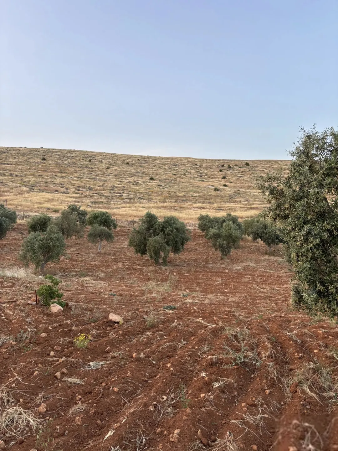 مزرعه زراعية سكنيه للبيع