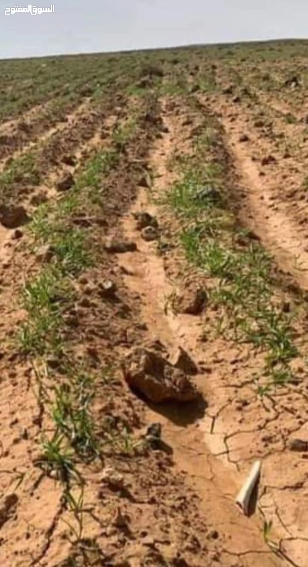 قطعة أرض ريفية زراعية على حد التنظيم موقع متميز بالقرب من الخدمات