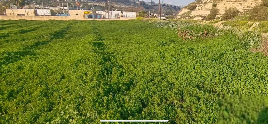 قطعة أرض مميزة في طبربور 400 متر مربع