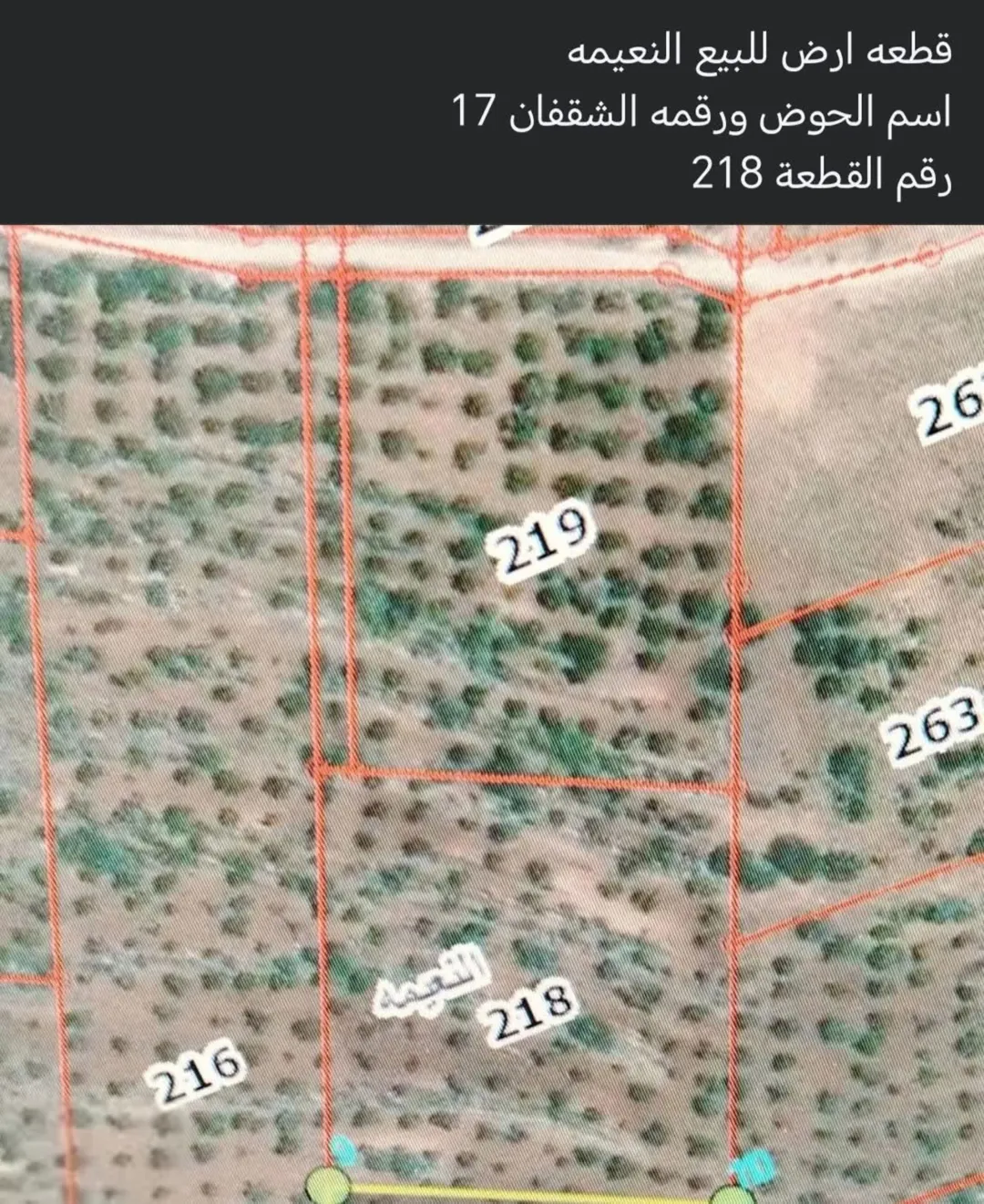 ارضي اللبيع