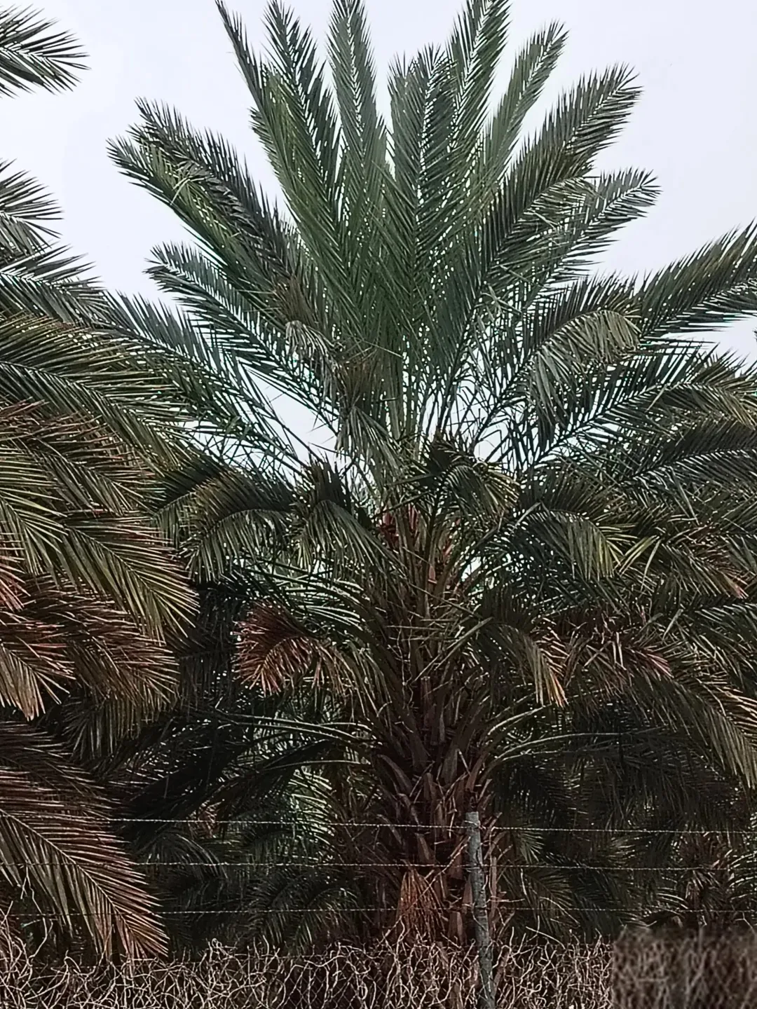 أراضي زراعية للبيع في الغور – الكرامة مزروعة بنخيل منتج