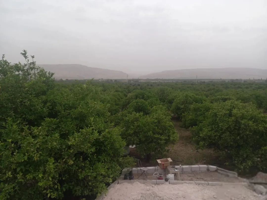بيارة حمضيات مشكلة عشرين دونم ونصف للبيع