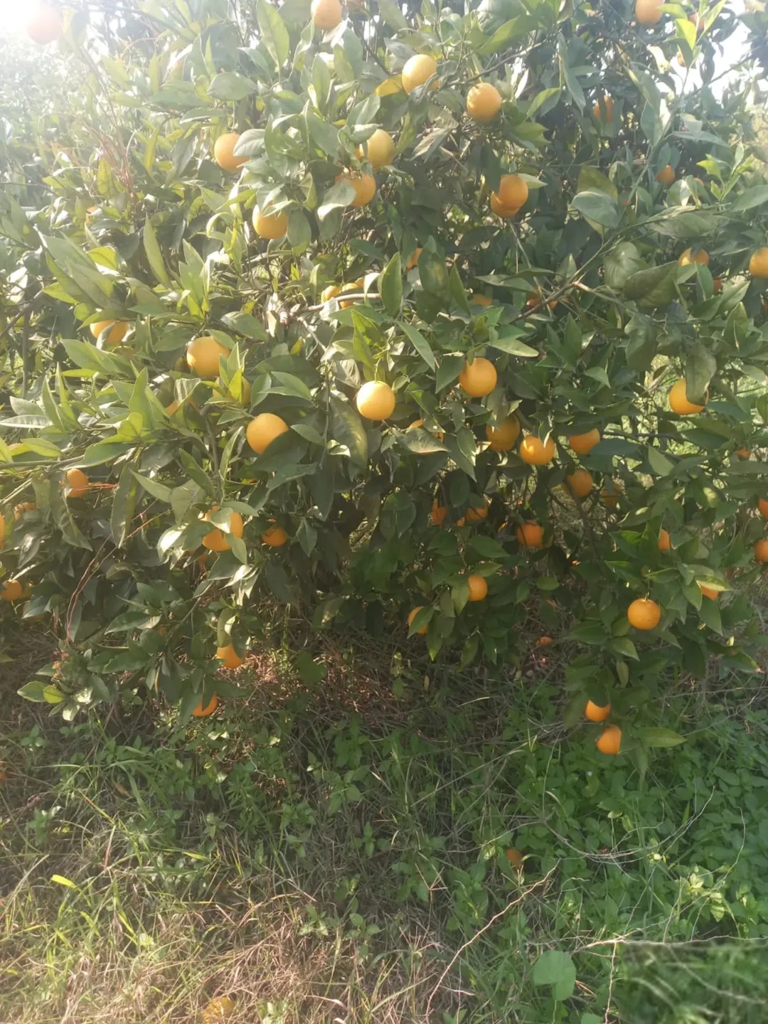 بيارة حمضيات مشكلة عشرين دونم ونصف للبيع