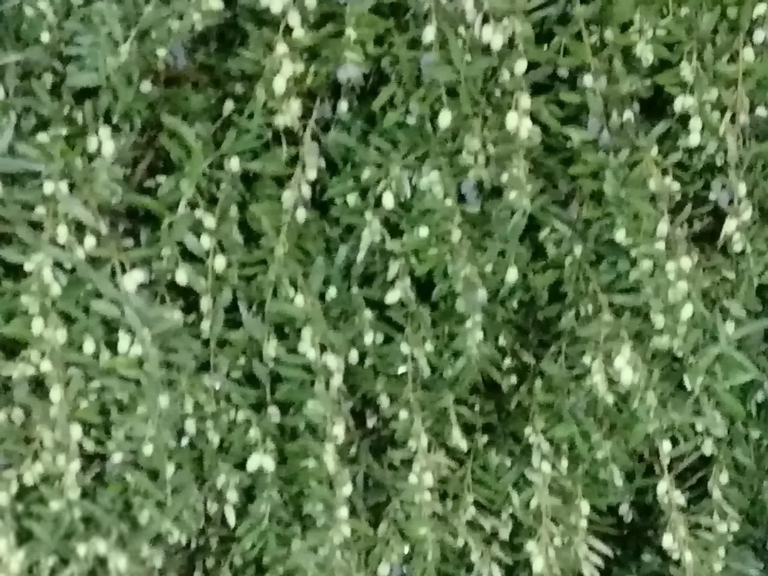 مزرعة للبيع في جرش قطعة مثالية مع بيت لقطة