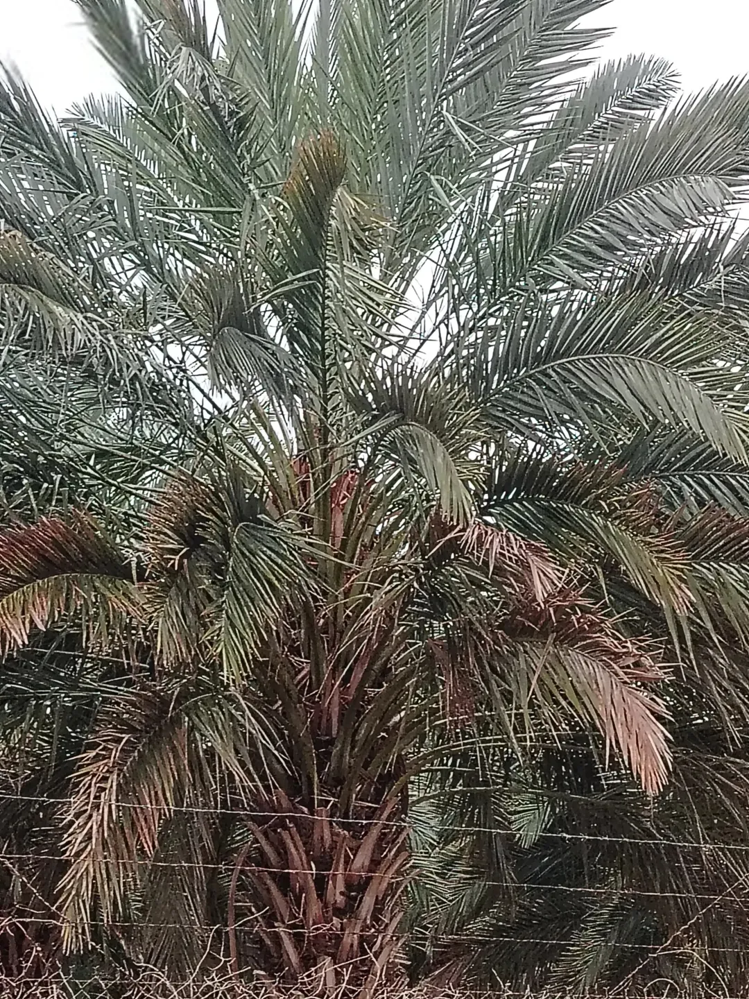 أرض زراعية مميزة للبيع في غور كبد – البلقاء 116 دنم