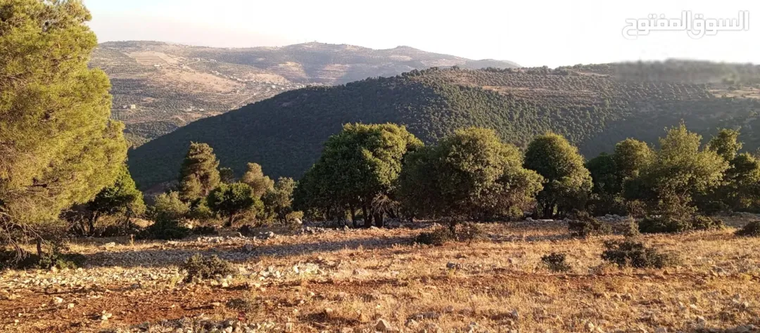 أرض مميزة للبيع في عجلون – منطقة عنجرة خربة الحنيش