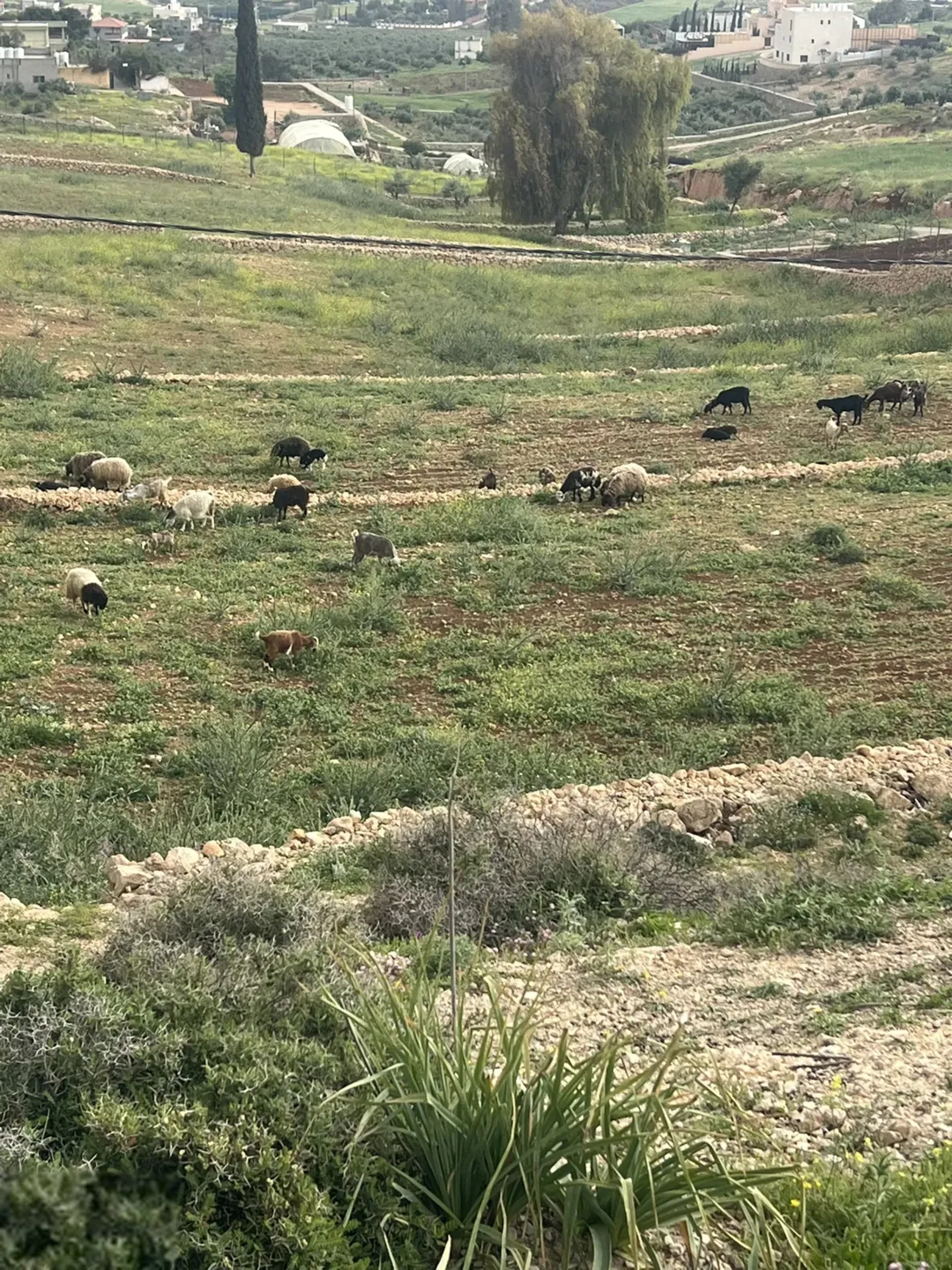 قطعة أرض للبيع في جرش أم قنطرة بالقرب من حوض المحمر على شارع جرش الزرقاء