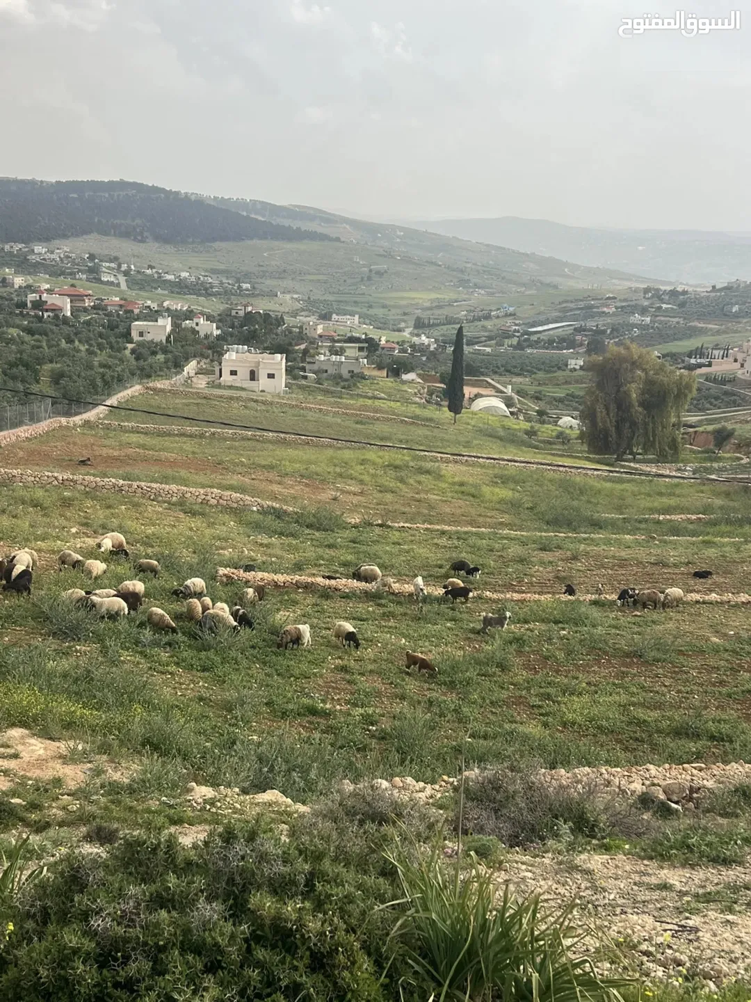 قطعة أرض للبيع في جرش أم قنطرة بالقرب من حوض المحمر على شارع جرش الزرقاء